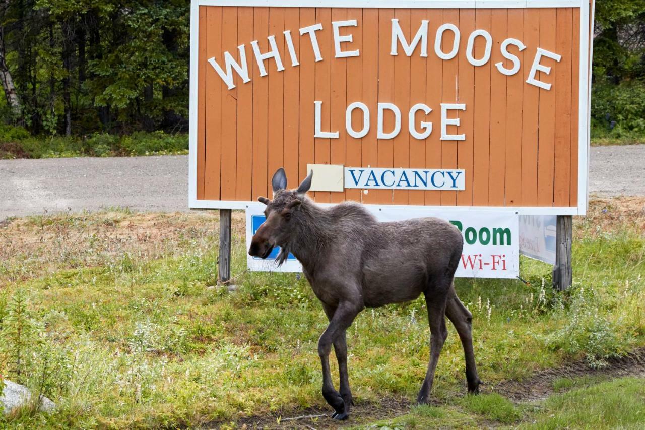 White Moose Lodge Healy Exteriér fotografie